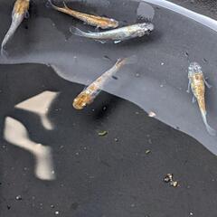 紅白ラメ体外光の画像