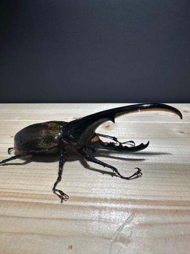 大高評‼️特価‼️ ヘラクレスオオカブト ♂オス 単体 になります。 ●サイズは １３０mm〜１40mm台になります