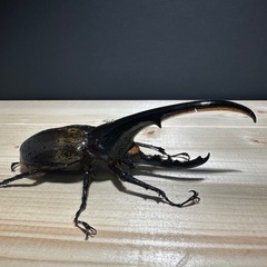 大高評‼️特価‼️ ヘラクレスオオカブト ♂オス 単体 になります。 ●サイズは １３０mm〜１40mm台になりますの画像
