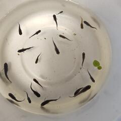 お話中黒いメダカ稚魚の画像