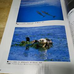 カメラマンの画像