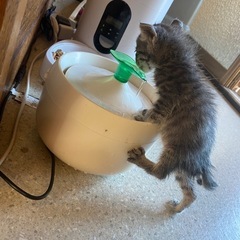 保護猫