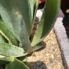 アガベベネズエラ　抜き苗の画像