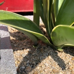 アガベベネズエラ　抜き苗の画像