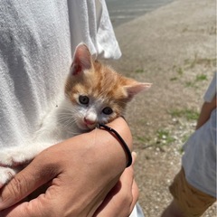 里親さん募集