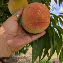 第3弾桃販売の画像