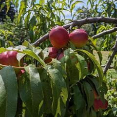 第3弾桃販売の画像