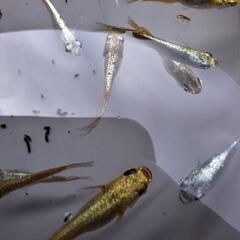 メダカ　煉弍×ネプチューンの画像