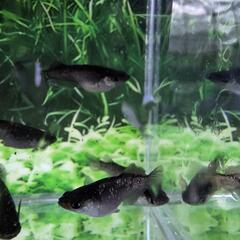 メダカ　アルティマニア黒閃ヘテロの画像