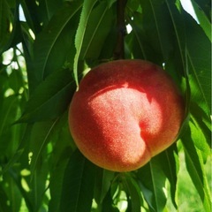 レア❗️特大桃🍑数量限定❗️の画像