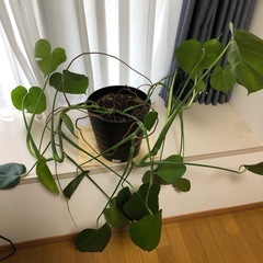 モンテスラ　鉢の画像
