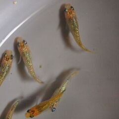 メダカ　夜桜ゴールド若魚　４ペア＋2匹＋小さな子2匹の画像