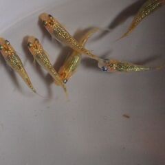 メダカ　夜桜ゴールド若魚　４ペア＋2匹＋小さな子2匹の画像