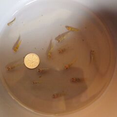 メダカ　夜桜ゴールド若魚　４ペア＋2匹＋小さな子2匹の画像