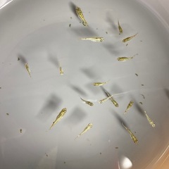 めだか　ラメミックス　画像全ての画像