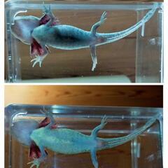 ウーパールーパーのマーブルの画像