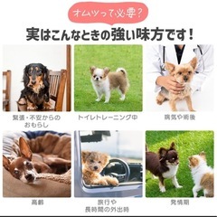 犬用　介護用　オムツ　10枚　女の子用の画像