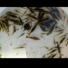 夏休み限定価格　ミナミヌマエビ１匹10円の画像