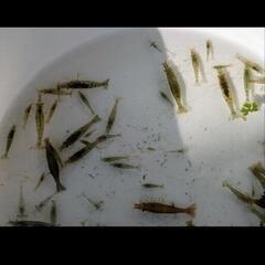 夏休み限定価格　ミナミヌマエビ１匹10円の画像
