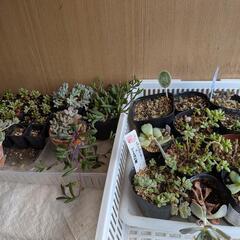 多肉植物🌱全部まとめて【無料❗】の画像