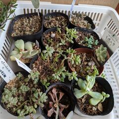 多肉植物🌱全部まとめて【無料❗】の画像
