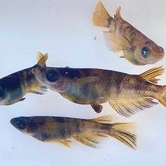ブルーアイAW-03Rの稚魚　販売開始！の画像
