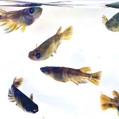 ブルーアイAW-03Rの稚魚　販売開始！の画像