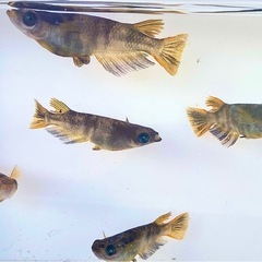 ブルーアイAW-03Rの稚魚　販売開始！の画像