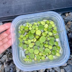 【水草】ドワーフアマゾンフロッグピットの画像