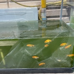 ３０センチ水槽／ミックスメダカの画像