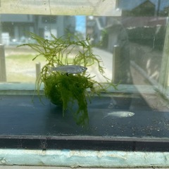 ３０センチ水槽／ミックスメダカの画像