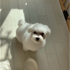 マルチーズ4歳男の子　２匹　兄弟
