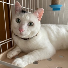 今度こそ幸せに。大きくて丸いお顔の男の子