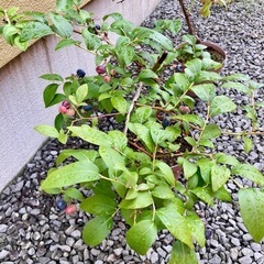 (決定)ブルーベリー🫐鉢植え2個 の画像
