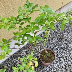 (決定)ブルーベリー🫐鉢植え2個 の画像