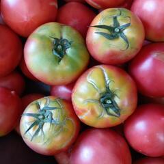 18日　理由あり完熟トマト🍅の画像
