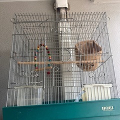鳥かごの画像