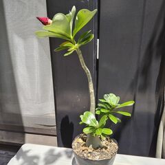 アデニウム赤&黒の画像