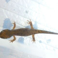 【 えぞさんしょううお第12弾 】 餌付け済みエゾサンショウウオ ♪ 体長7cmくらいを2匹で　 >(・＿・)<の画像