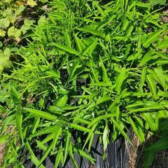 夏野菜の画像
