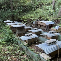 養蜂を始めたい人🐝の画像