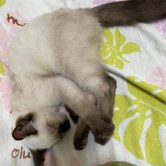 子猫里親募集中 9/21 大分市譲渡会参加