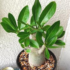 🌳アデニウム オリジナル鉢付き🌳塊魂植物の画像