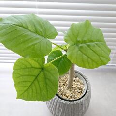 ◼️フィカスウンベラータ◼️幹太　3.5号鉢　観葉植物の画像
