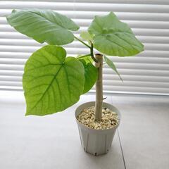 ◼️フィカスウンベラータ◼️幹太　3.5号鉢　観葉植物の画像