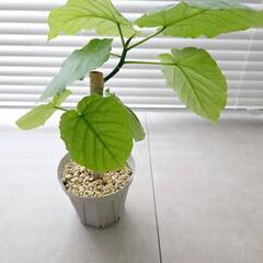 ◼️フィカスウンベラータ◼️幹太　3.5号鉢　観葉植物の画像