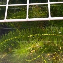 水草各種の画像
