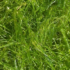 水草各種の画像