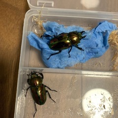ニジイロクワガタ　雌雄2ペアの画像
