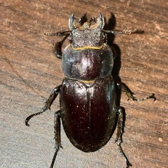 大型ミヤマクワガタ♀44mmの画像